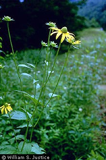 rudbeckia laciniata-usda.jpg